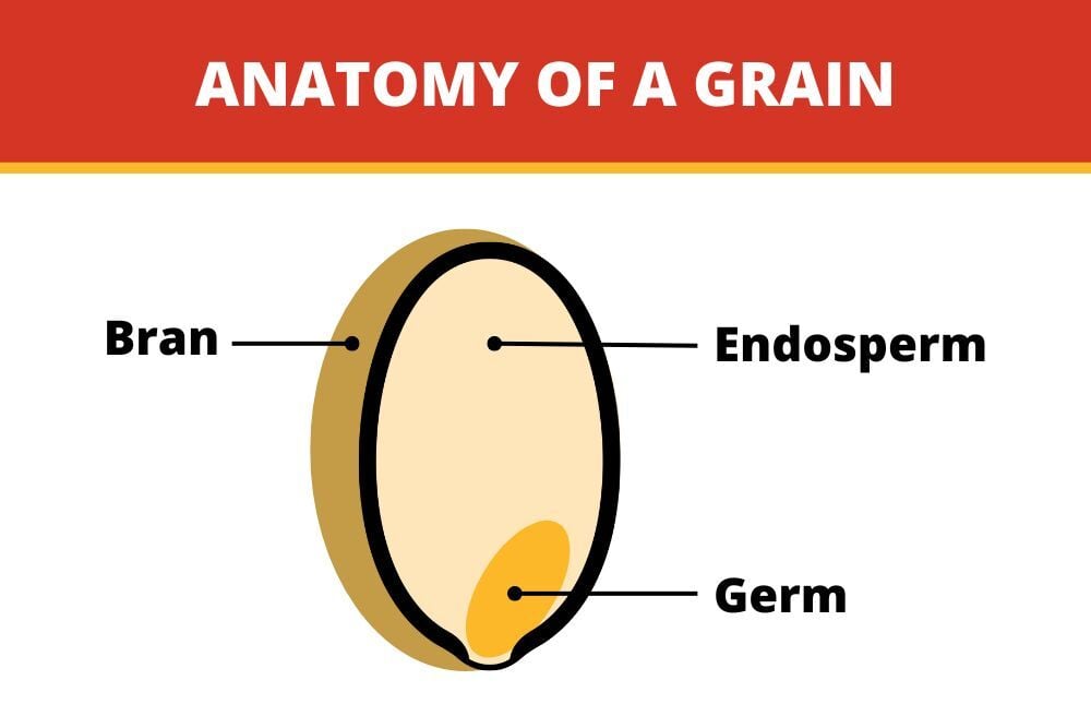 grain-anatomy